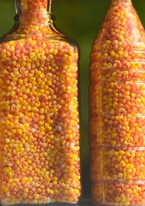 Deux bouteilles remplies de petits coquillages orange et jaunes.